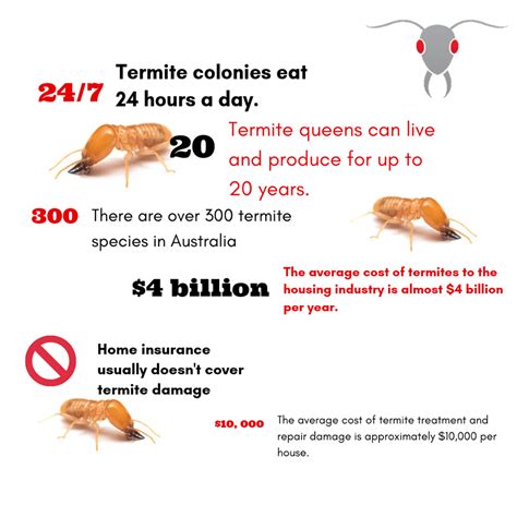 Termite Infographic Termites Facts Termite Inspection Termite Damage