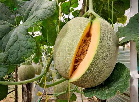 Inilah 7 Manfaat Buah Melon Untuk Asam Lambung Yang Jarang Diketahui