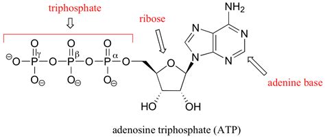 10.2: Phosphorylation reactions - kinase enzymes - Chemistry LibreTexts