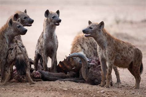 Hyena - A-Z Animals