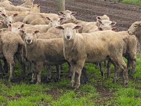 Lot 467 280 Mixed Sex Store Lambs AuctionsPlus