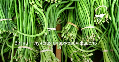 Вигна — лучшая спаржевая фасоль . Уход, выращивание, размножение ...
