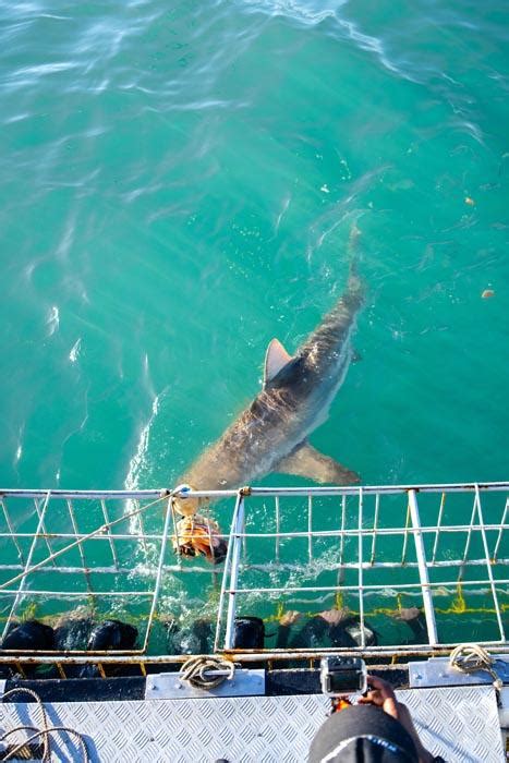 Bucket List Review Shark Cage Diving In South Africa