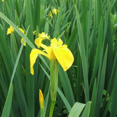 Iris pseudacorus | Yellow flag| Marginal Aquatic Pond Plant