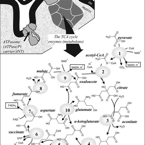 The tricarboxylic acid (TCA) cycle and related enzymes. A: the TCA... | Download Scientific Diagram