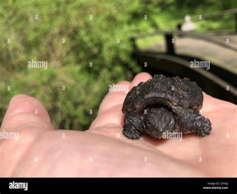 Sauvetage Des Tortues Banque De Photographies Et Dimages Haute