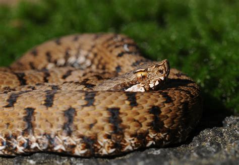 Album Vipera Aspis Francisciredi Serpenti Del Ticino