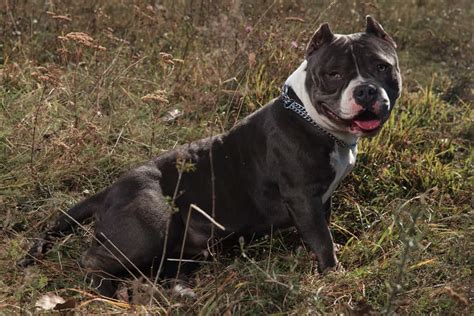 Top American Bully Xl Weight Chart Kg You Need To Know