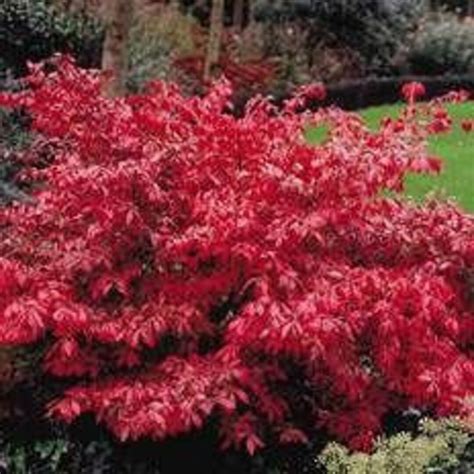 Dwarf Burning Bush Euonymus Alatus Compactus Potted Plants In