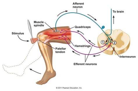 Human Reflexes The H Reflex Flashcards Quizlet