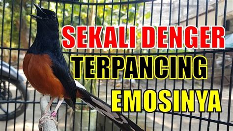 Pancingan PAGI HARI 97 AMPUH Bikin GACORDOR Dengan Suara Murai Batu