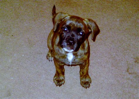 golden english bulldog 1