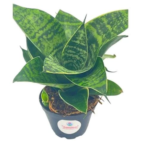 Bird S Nest Snake Plant Green Striped Variegated Snakeplant