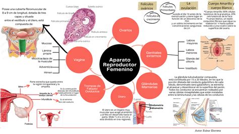 Mapas Mentales Sobre El Aparato Reproductor Femenino Cuadro Comparativo Images