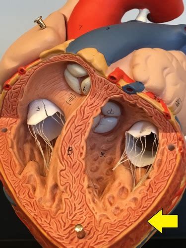 Anatomy Of The Heart Flashcards Quizlet