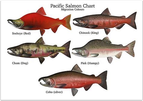 Pacific Salmon Identification Chart