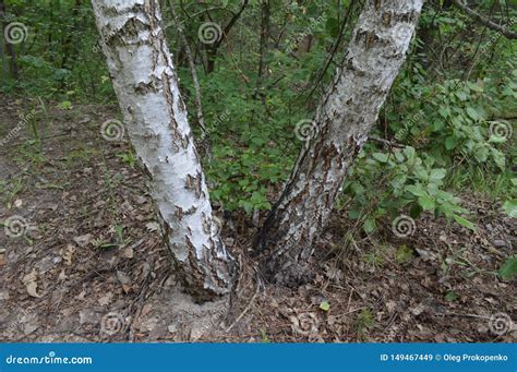 Paisajes De Las Plantas Y De Los Rboles Del Bosque Del Verano Imagen