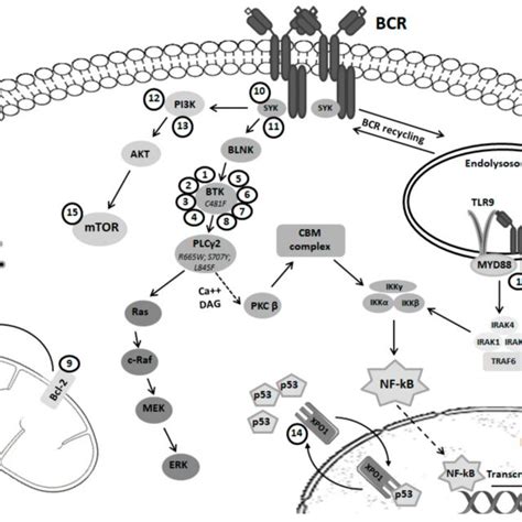 Overview of the B-cell receptor pathway. Shown are the B cell receptor... | Download Scientific ...