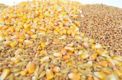 Free Images : plant, barley, wheat, dish, produce, crop, agriculture ...