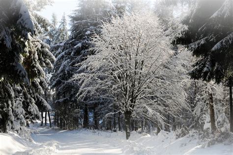 Fotos gratis paisaje árbol naturaleza bosque rama frío sol