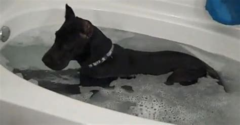 Great Dane Loves Her Bubble Baths Hilarious Great Danes