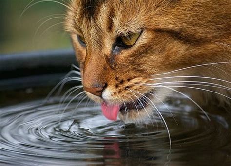 gatos bebendo agua PetDriver Fevereiro mês Férias Pet