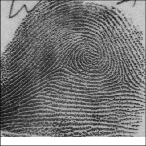 Pdf Nist Bit Gray Scale Images Of Fingerprint Image Groups Figs