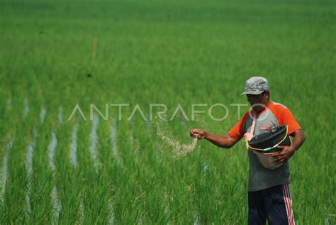 Kelangkaan Pupuk Subsidi Di Jombang Antara Foto