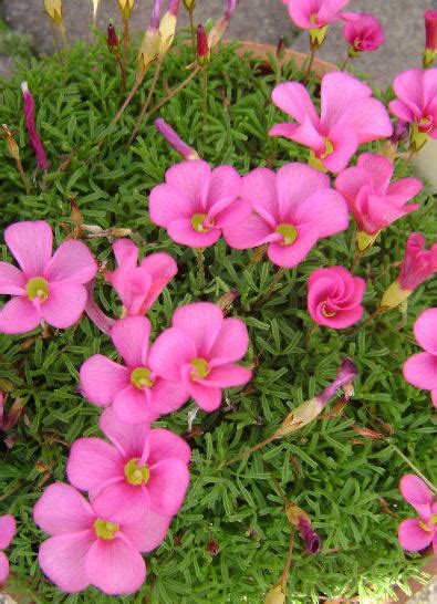 Oxalis Glabra Pink The Collectors Corner Buy Unusual Perennial