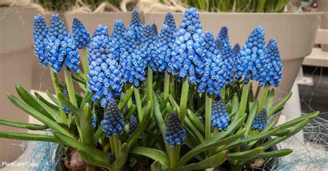 Can You Force Spring Flowering Bulbs Outdoors To Flower Early? [YES]