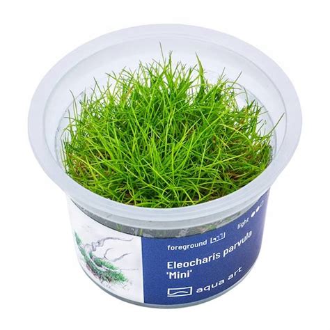 ELEOCHARIS PARVULA MINI INVITRO KUBEK 5cm 13955763247 Allegro Pl