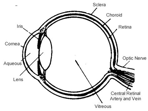 Parts Of An Eye Human Eye Diagram Parts Of An Eye Parts Of The Eyeball