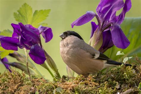 Macrorhabdus Ornithogaster Infection In Birds Symptoms Causes