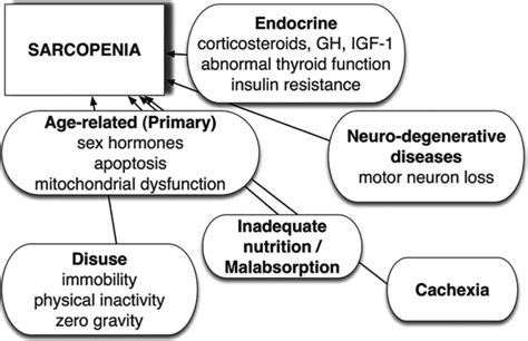 Sarcopenia Definition Epidemiology And Pathophysiology Hot Sex Picture