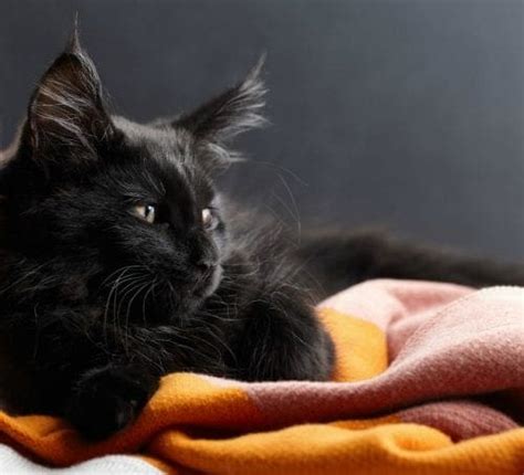 Why Are Black Cats Considered Bad Luck Halloween Superstition