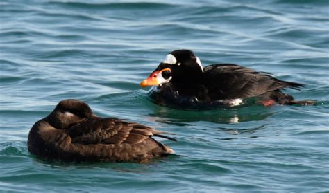 20 Ducks With Orange Bills With Pictures And Detailed Id Guides Duck