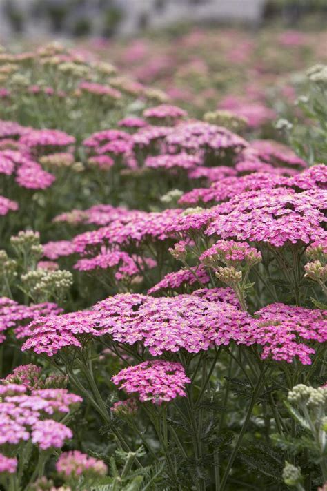 Pretty Belinda Yarrow Achillea Millefolium Pretty Belinda