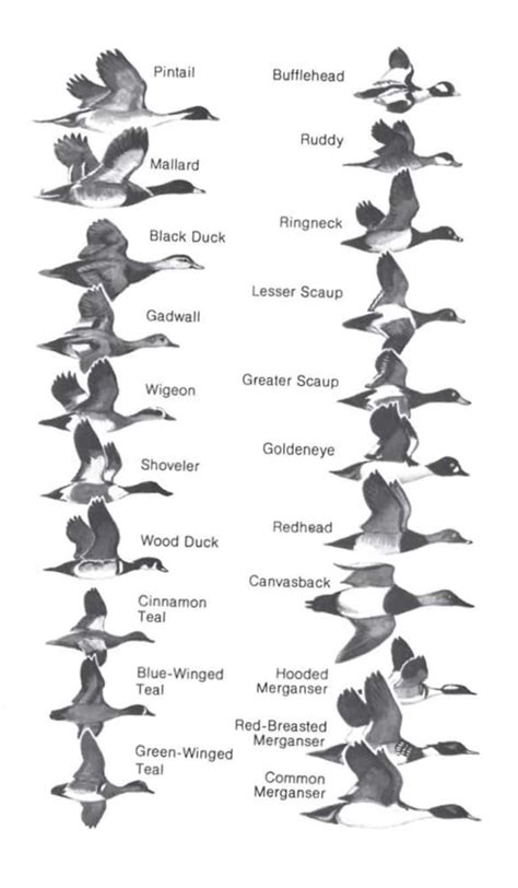 %100 Free Printable Duck Identification Charts [PDF] With Pictures