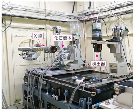 【ウェブマガジン第18号】化石と胚から形態進化の謎を解く 東京大学 理学部 地球惑星物理学科・地球惑星環境学科／大学院理学系研究科 地球