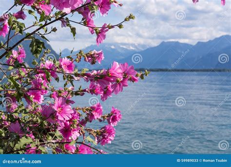 Flowers Against Mountains And Lake Geneva Stock Image Image Of Aerial