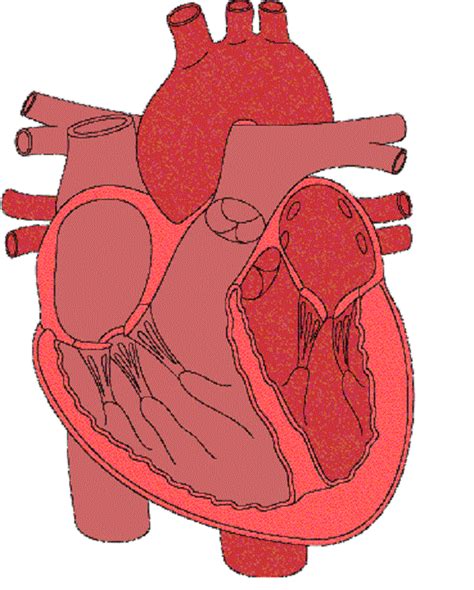 Unlabeled Diagram Of The Circulatory System