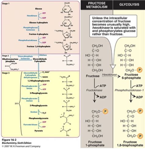 Fructose Metabolism Flashcards | Quizlet