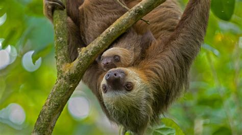 Bing Hd Wallpaper Oct 20 2022 International Sloth Day Bing Wallpaper Gallery