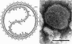 Xét nghiệm Y học Virus Quai bị