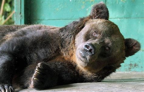 The Worlds Longest Brown Bear Died At The Age Of 35