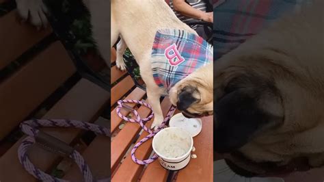 Broken Dog Eats Ice Cream Funny #shorts – Pet News Live