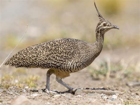 Elegant Crested Tinamou Ebird