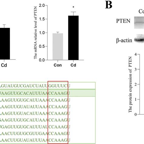 A Expression Levels Of Mir P And Pten In Piglet Adrenal Gland Tissue