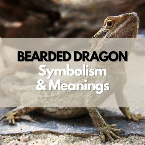 Bearded Dragon Symbolism Meanings And History Symbol Genie