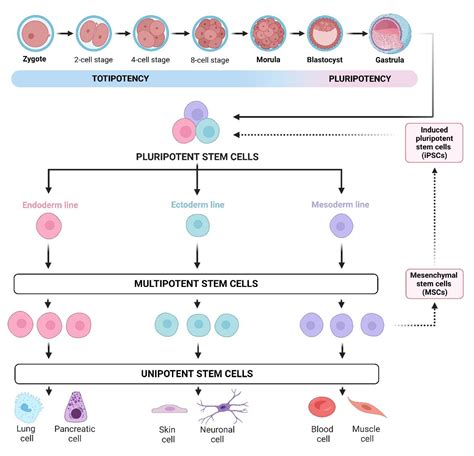 Jpm Free Full Text Unlocking The Potential Of Mesenchymal Stem